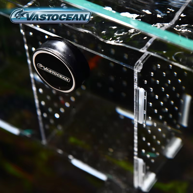 VASTOCEAN-Scatola di isolament - Seaweed Snack recensione e prezzo